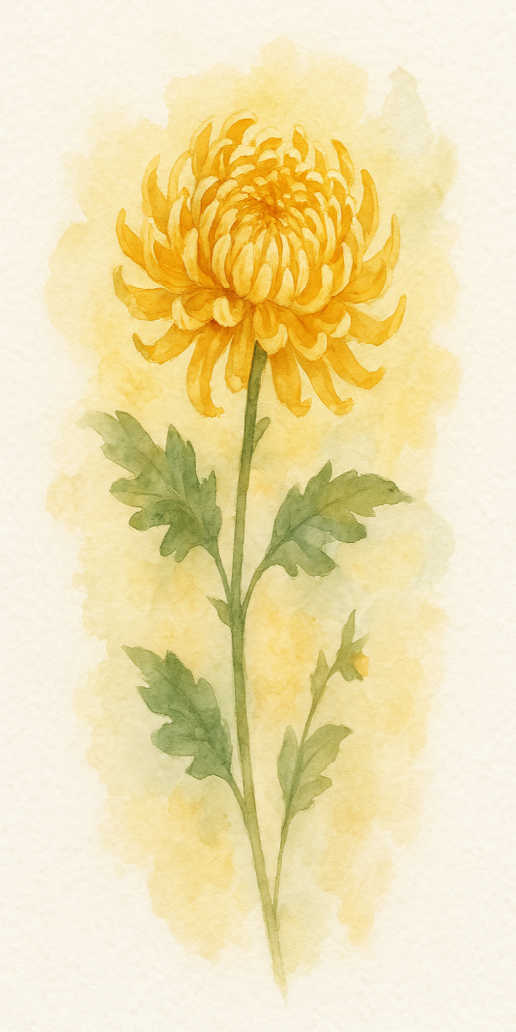 Chrysanthemum Watercolor 5x10